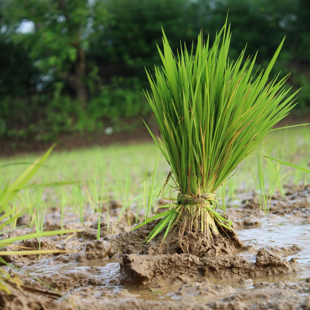 Rice plant